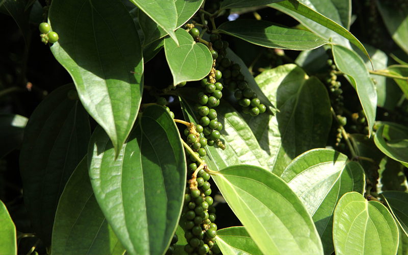 Перец чёрный