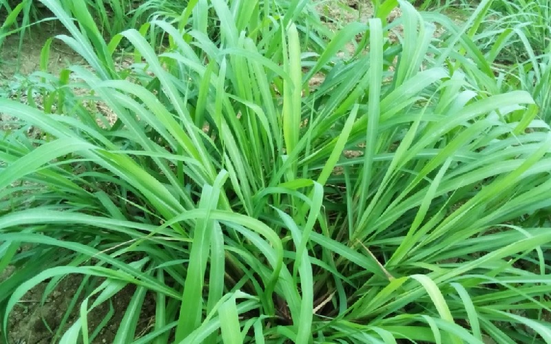 Цитронелла