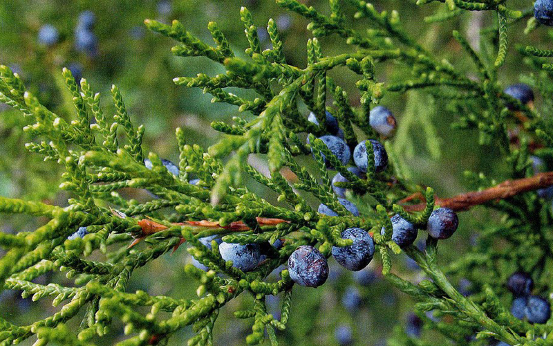 Можжевельник