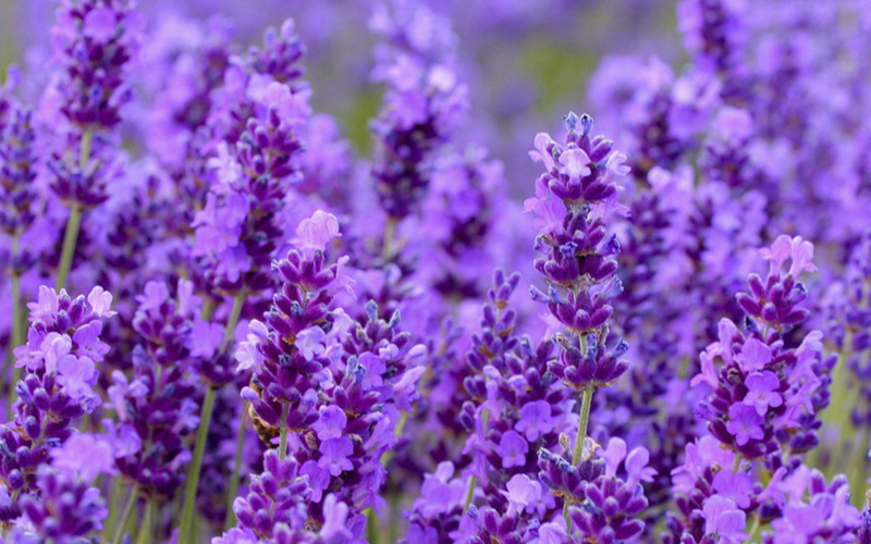 Лаванда