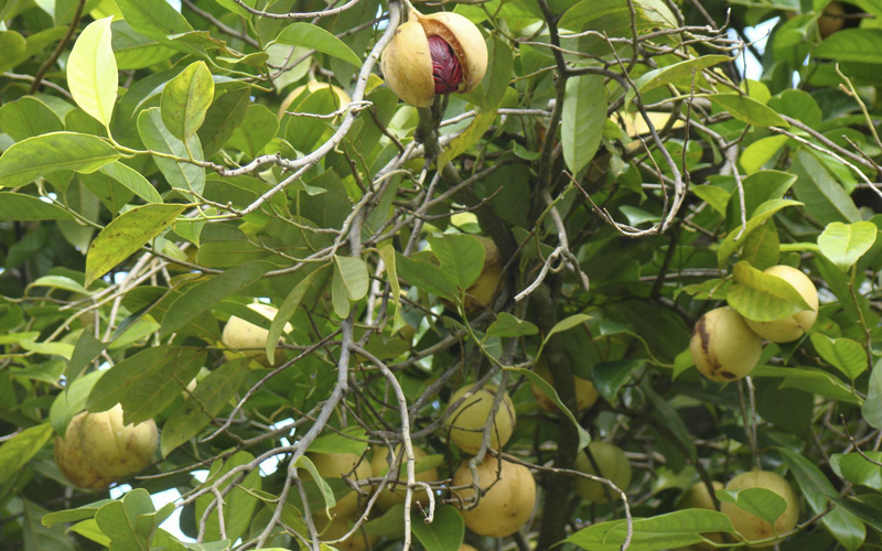 Мускатный орех