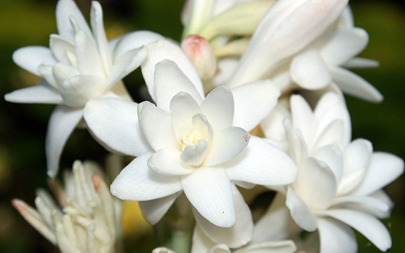 Пальмароза