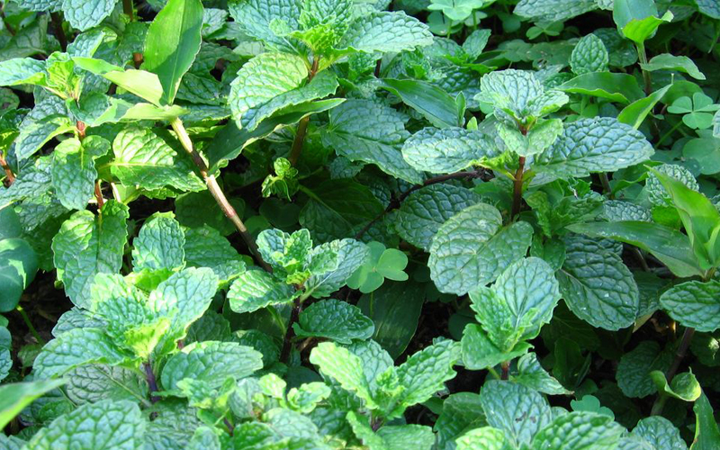 Мята перечная