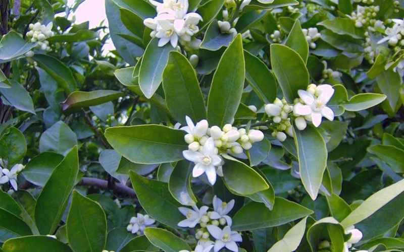 Петитгрейн