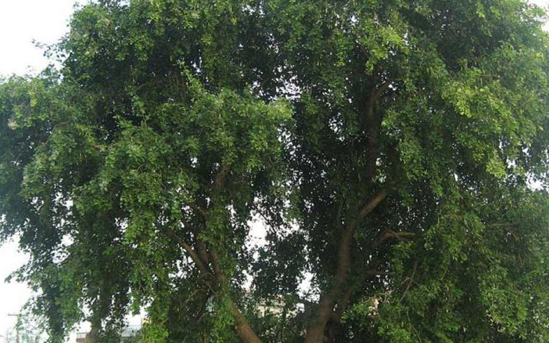 Розовое дерево