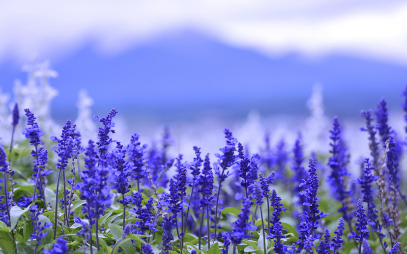 Шалфей лекарственный