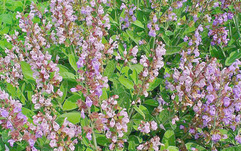 Шалфей мускатный