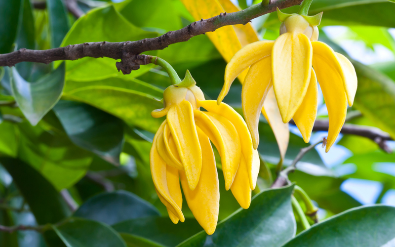 Иланг-иланг